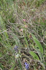 Ophrys tenthredinifera