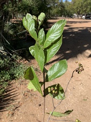 Crossopteryx febrifuga