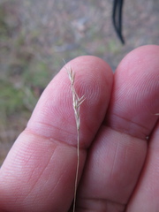 Agrostis venusta