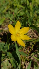Sisyrinchium angustissimum