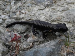 Salamandra lanzai