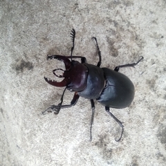Lucanus ibericus