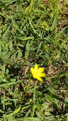Sisyrinchium angustissimum