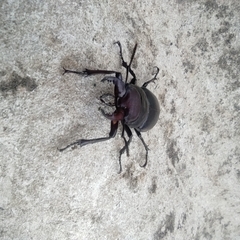 Lucanus ibericus