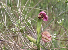 Ophrys tenthredinifera