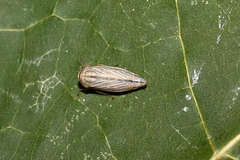 Artianus interstitialis