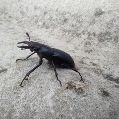 Lucanus ibericus