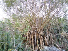 Ficus reflexa