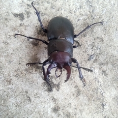 Lucanus ibericus