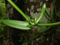 Vanilla phaeantha