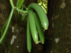 Vanilla phaeantha