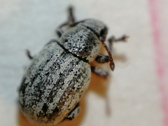Centricnemus leucogrammus