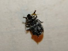 Centricnemus leucogrammus