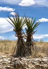 Yucca treculiana