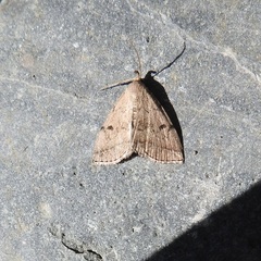 Zanclognatha dentata