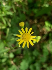 Senecio