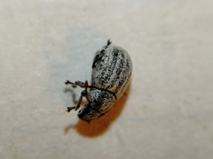 Centricnemus leucogrammus