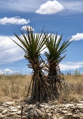 Yucca treculiana