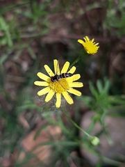 Senecio