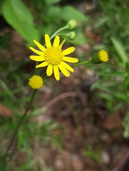 Senecio