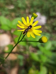 Senecio