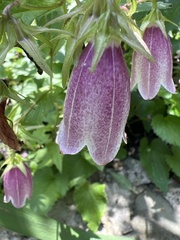 Campanula punctata