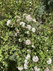 Physocarpus monogynus