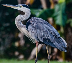 Ardea herodias