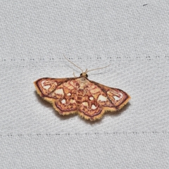 Enispa rosellus