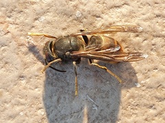 Vespa velutina