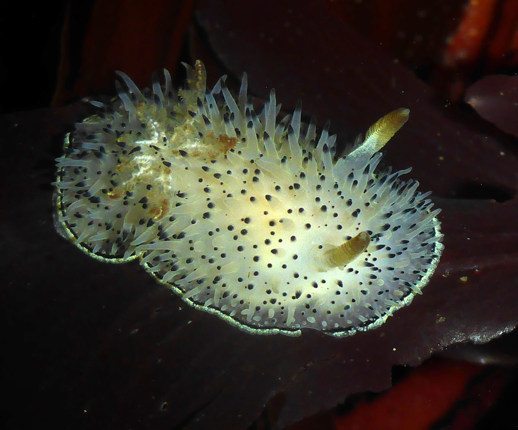 Black and White Dorid