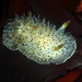 Black-tipped Spiny Dorid - Photo (c) Robin Gwen Agarwal, some rights reserved (CC BY-NC), uploaded by Robin Gwen Agarwal