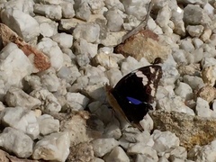Junonia oenone oenone