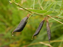 Vicia sepium