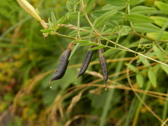Vicia sepium