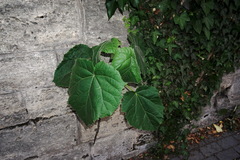 Catalpa bignonioides