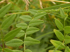 Vicia sepium