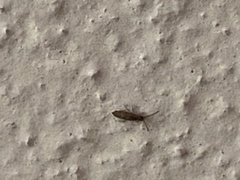 Willowsia nigromaculata