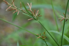 Cyperus rotundus