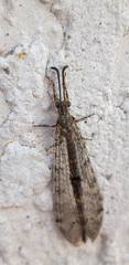 Distoleon tetragrammicus