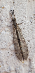 Distoleon tetragrammicus