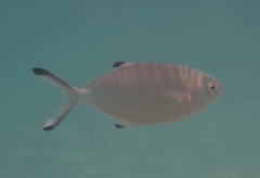 Trachinotus ovatus