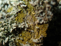 Candelariella xanthostigma