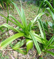 Pandanus amaryllifolius