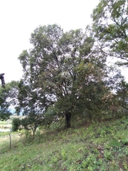 Quercus acutifolia