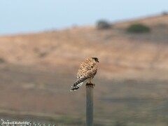 Falco tinnunculus dacotiae