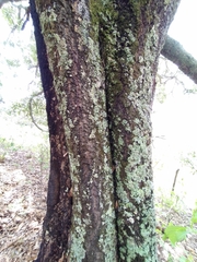Quercus acutifolia