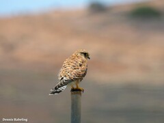 Falco tinnunculus dacotiae