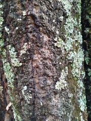 Quercus acutifolia