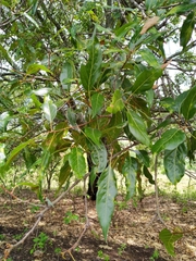 Quercus acutifolia